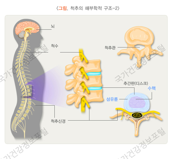 척추의 해부학적 구조-2