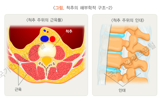 척추의 해부학적 구조-2