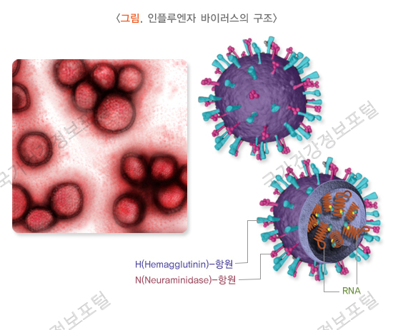 인플루엔자 바이러스의 구조