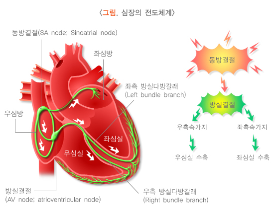 심장의 전도체계