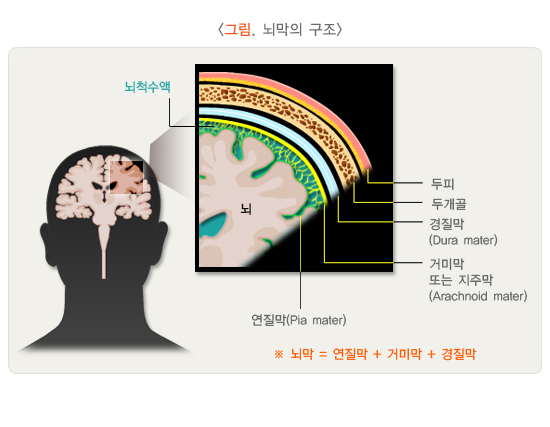 뇌막의 구조